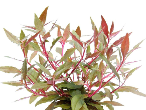 Alternanthera reineckii rosanervig - rotes Papageienblatt